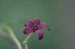 Maroon Carolina milkvine